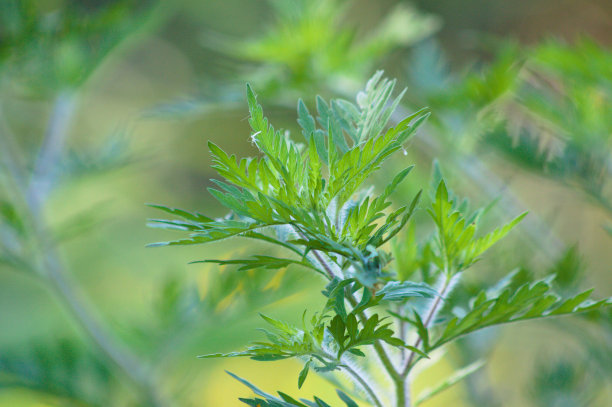 特别美味的食物。特写的一年生豚草绿叶与前景选择性焦点图片下载