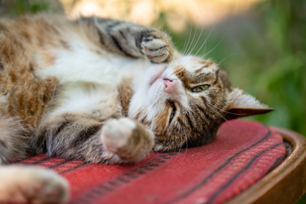 夏日里，一只五颜六色的流浪猫躺在椅子上，特写照片。图片下载
