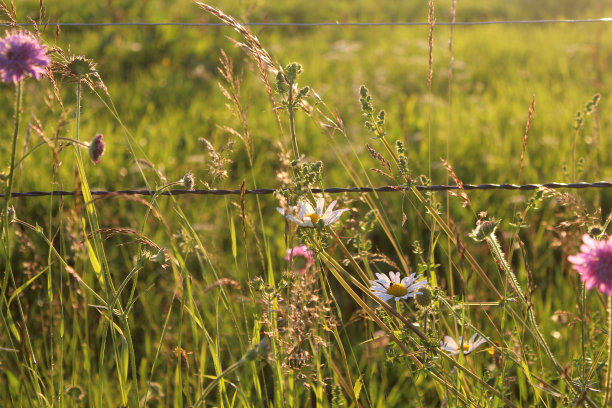 牧场篱笆上的野花。田野寡妇花，雏菊和草在温暖的夜晚光线。田园诗照片与模糊。图片下载