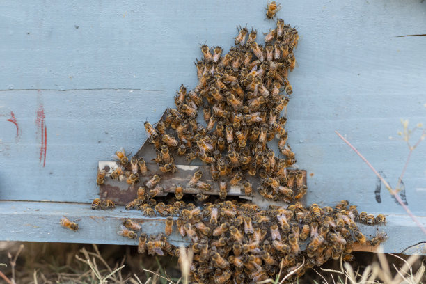 很多蜜蜂回到蜂巢，进入蜂巢图片下载