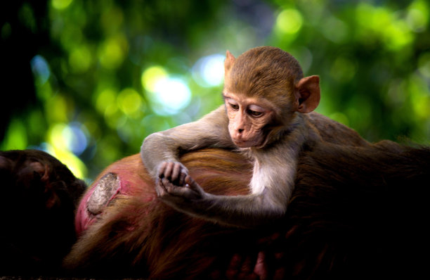 恒河猕猴是人们熟悉的棕色灵长类动物，或红脸、红屁股的猿猴，也被称为猕猴或毛拉塔图片下载