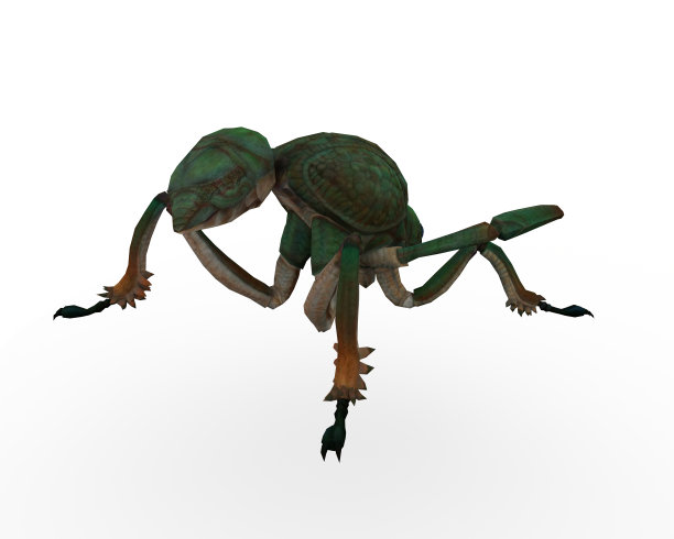 这是一只动物蚂蚁图片下载