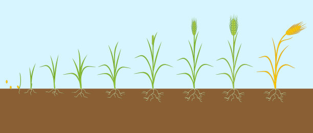 黑麦生命周期。从种子到有根系的成熟黑麦植株的生长阶段图片下载