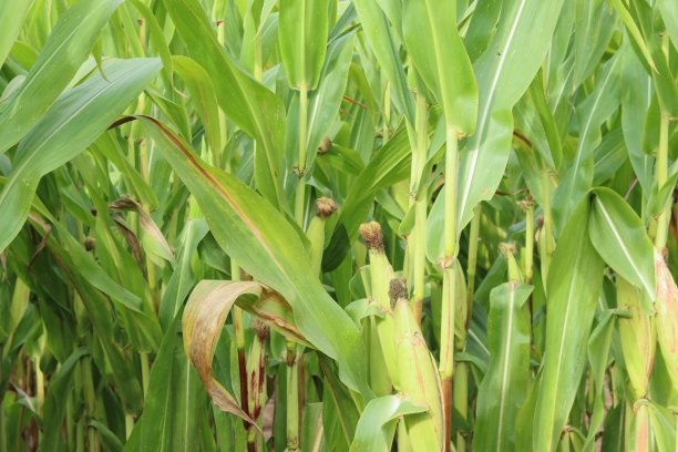 玉米地里生长的玉米棒图片下载