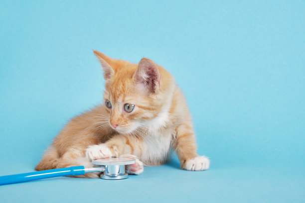 可爱的小红猫在蓝色背景下玩听诊器图片下载