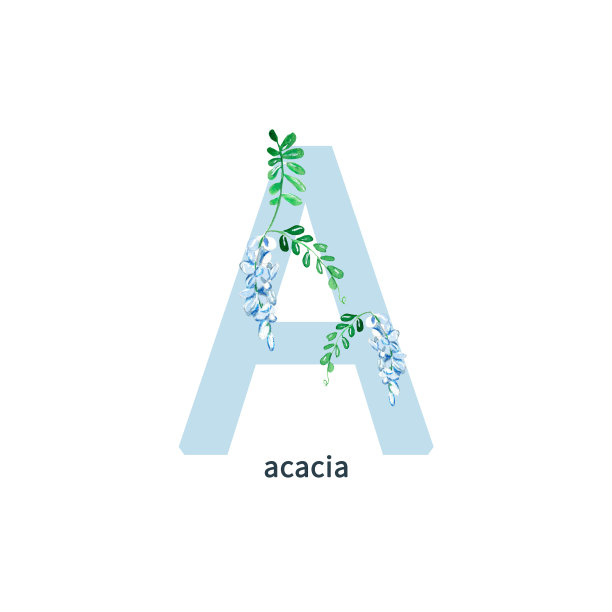 字母A，金合欢花ABC植物学字母。水彩插图孤立在白色背景。图片下载