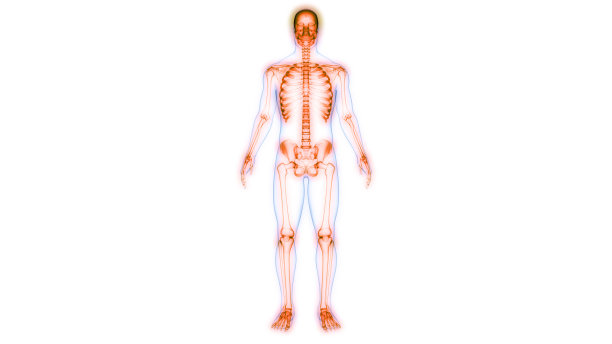 人类骨骼系统头骨关节解剖学图片下载