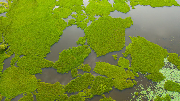 斯里兰卡的湿地。图片下载