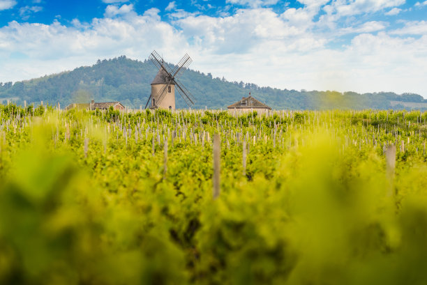 法国博若莱(Beaujolais) Moulin-A-Vent的风车和葡萄园图片下载