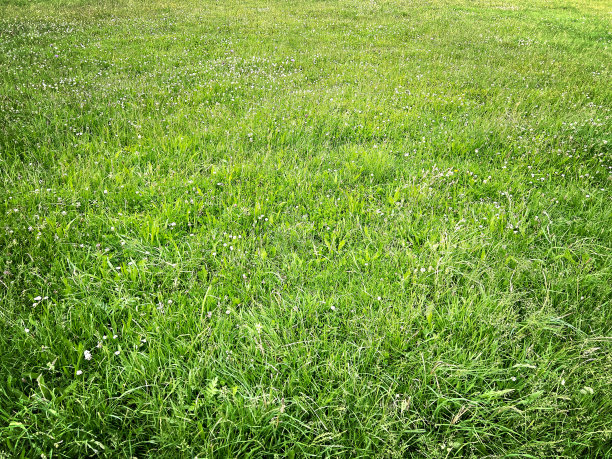 绿色美丽的野草作为纹理或背景。图片下载