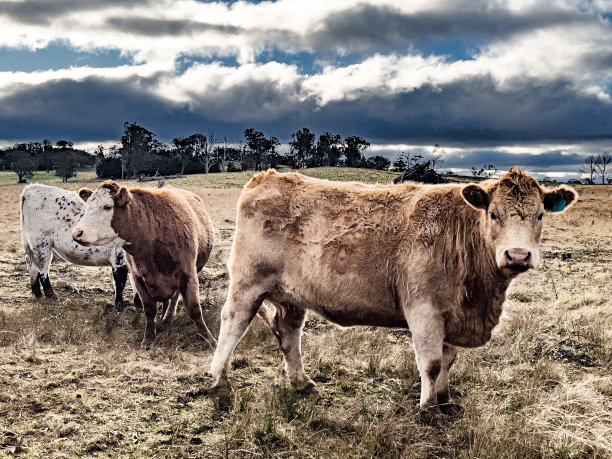 新英格兰的牛图片下载