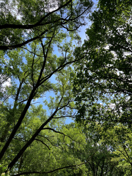 在夏天看到绿树成荫的树梢。图片下载