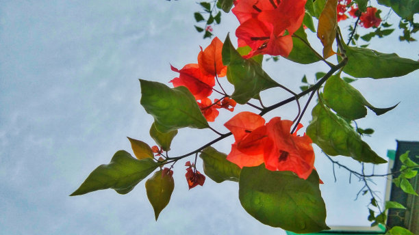 红色的花图片下载