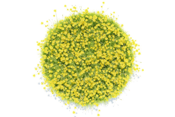 3d渲染绿草与盛开的花朵在白色图片下载