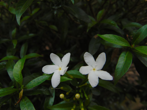 花园里有白色的花，周围有绿色的植物和绿叶图片下载