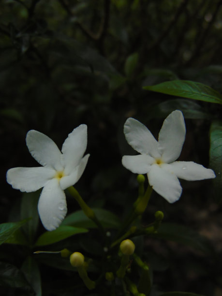花园里有白色的花，周围有绿色的植物和绿叶图片下载