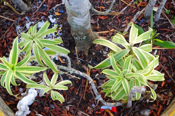 龙血树属植物的植物图片下载