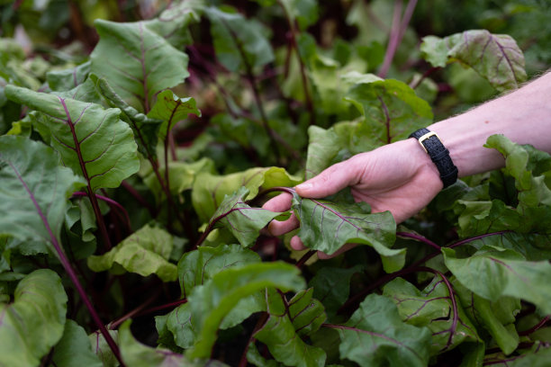 温室里的人耕种菜园和蔬菜。图片下载