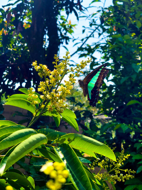 蝴蝶栖息在芒果花上图片下载
