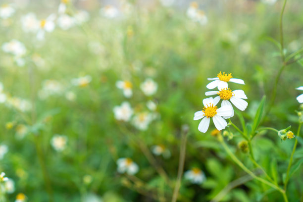 五月花田甘菊或鬼针草，菊科或荠菜，花园在阳光明媚的日子为墙纸背景。草地上白色和黄色的洋甘菊雏菊。春天开始，母亲节在夏天图片下载