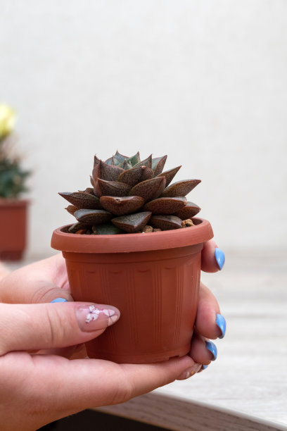 女手里捧着一盆多汁的紫花月牙。侧视图。有选择性的重点。图片为文章的爱好，植物。图片下载
