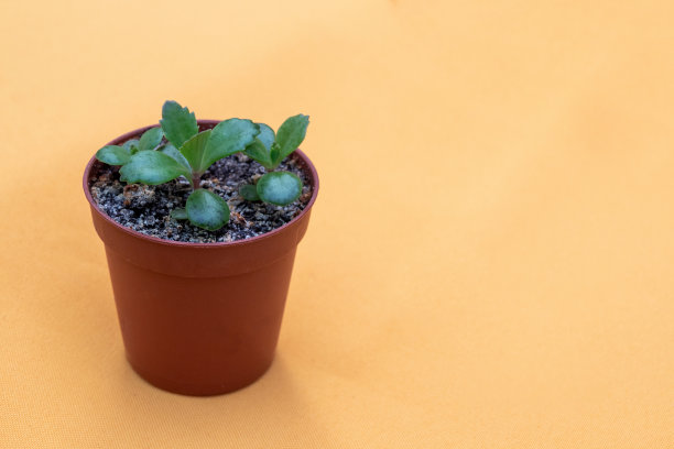 kalanchae粉红蝴蝶植物在花盆上黄色的背景。有选择性的重点。图片为文章的爱好，植物。图片下载