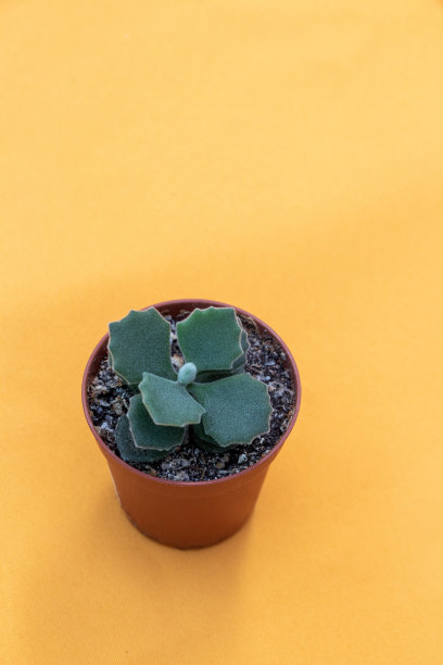 黄色背景的卡兰鳀鱼。空间的文本。有选择性的重点。图片为文章的爱好，植物。图片下载