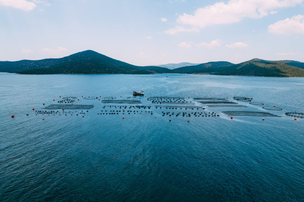 无人机观察海洋中的贻贝和牡蛎养殖场图片下载