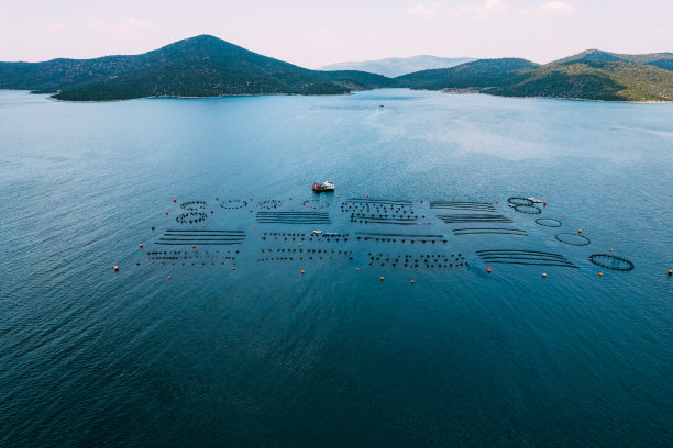 无人机观察海洋中的贻贝和牡蛎养殖场图片下载