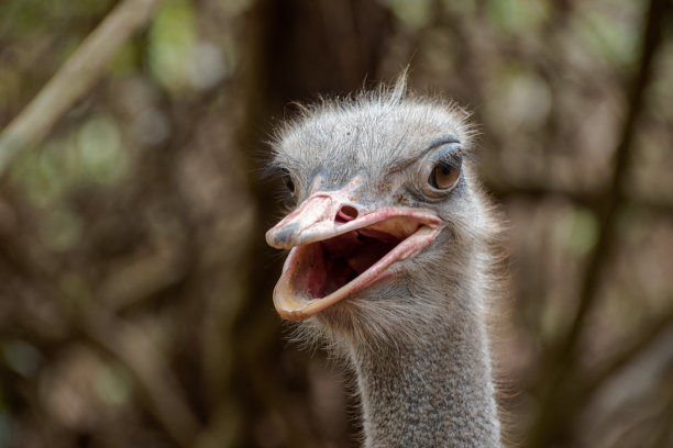 鸵鸟头图片下载