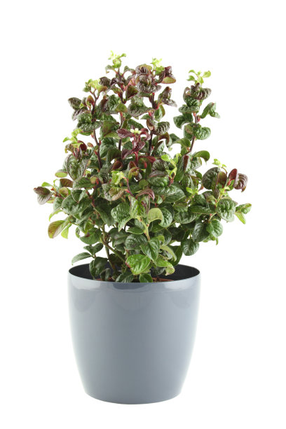 盆栽植物图片下载