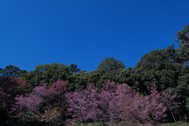 五彩缤纷的花朵在晴朗的天空中绽放图片下载