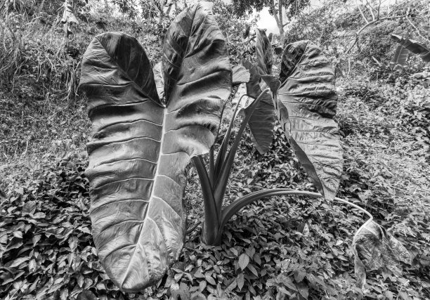 多米尼加共和国加勒比山区公路上巨大的树叶戏剧性的黑白图像图片下载