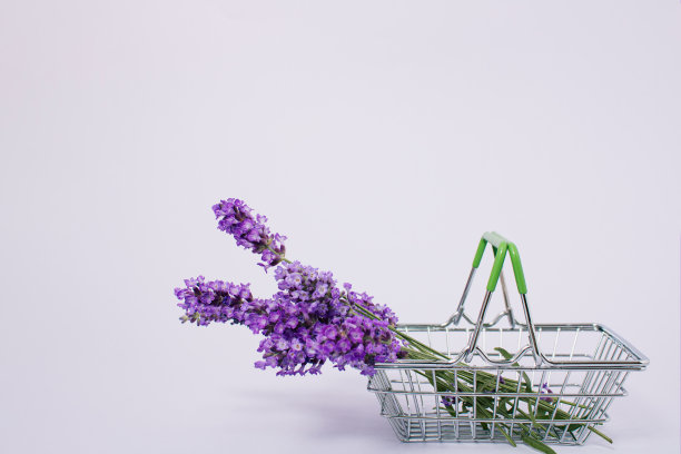 新鲜采摘的薰衣草花在篮子上粉彩紫色的背景与拷贝空间。最小的盛开香味夏天的概念。花店的想法。为爱人买花作为礼物。图片下载