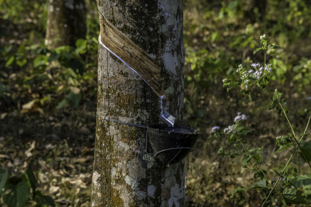 从喀拉拉邦橡胶树中提取的橡胶弹性乳胶图片下载