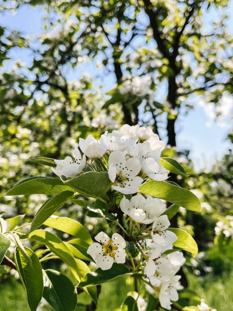 阳光明媚的果园里美丽的梨花。你好,春天。花园里盛开的苹果树枝条。垂直的手机照片图片下载