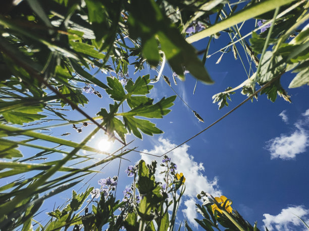 美丽的野花和草映衬着晴朗的蓝天，自下而上的观点。宁静大气的夏季草地。草原花卉和草本植物。自然壁纸图片下载