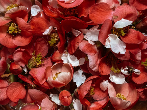 漂亮的红色木瓜花图案，花墙纸。创造性的春天的细节。盛开的红色木瓜花瓣闭合。手机照片图片下载