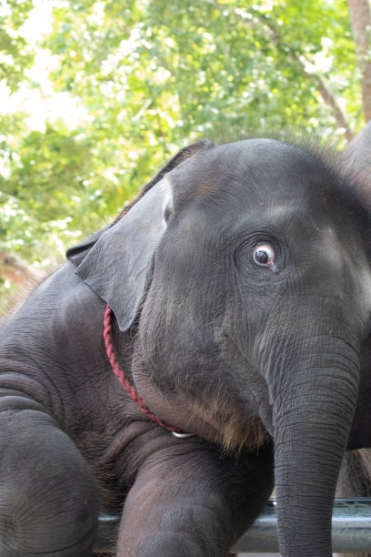 顽皮的大象图片下载