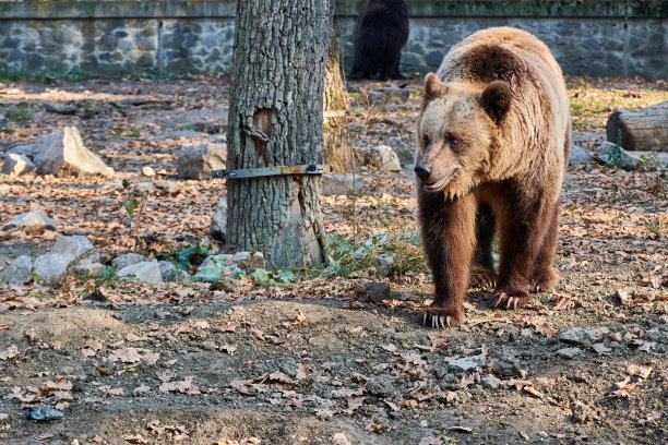 在动物园散步的棕熊图片下载