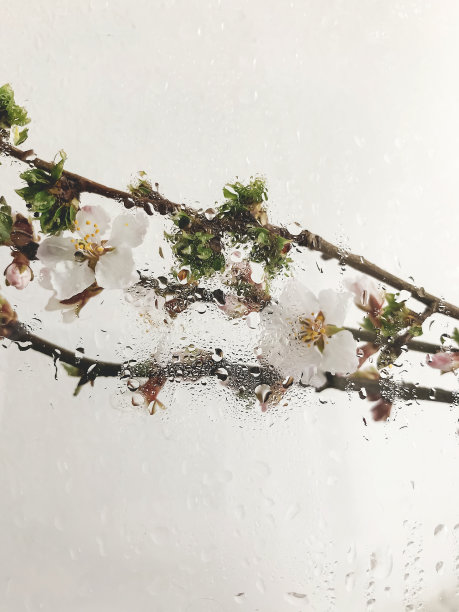 在时尚的房间里，盛开的樱花枝背景上的水滴在玻璃上。创造性的春天的细节。垂直的手机照片图片下载
