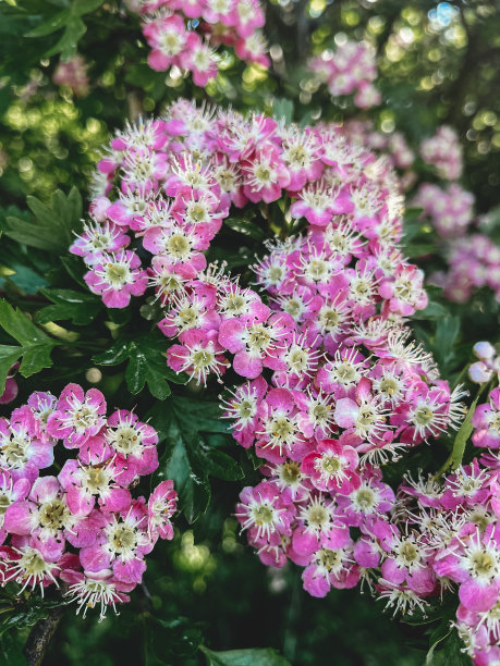 美丽的粉红色花山楂灌木在阳光明媚的果园。你好,春天。花园里盛开的山楂树枝。垂直的手机照片图片下载