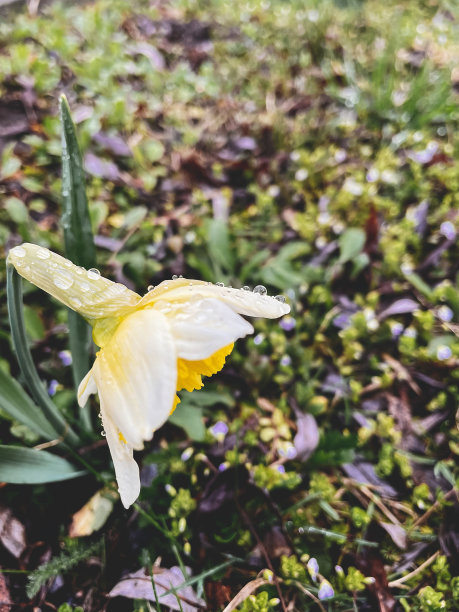 雨点落在美丽的黄色水仙花上，背景是多雨的土地。你好,春天。垂直的手机照片图片下载