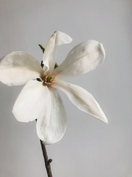 漂亮的木兰花在白色的墙壁背景在时尚的房间。时尚简约的自然家居装饰。创造性的春天的细节。垂直的手机照片图片下载