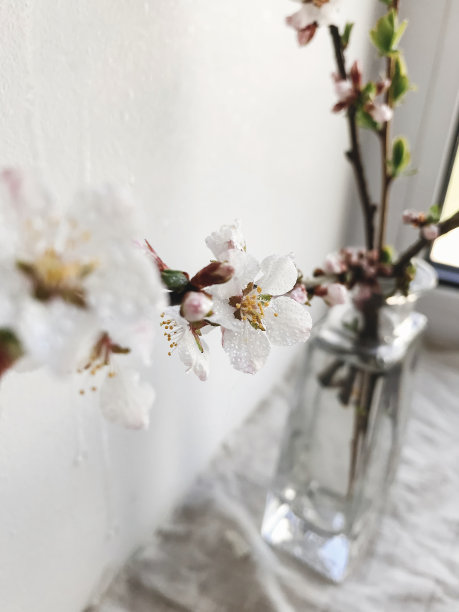 在时尚的房间里，白色的墙壁背景上，水滴在盛开的樱桃枝上。创造性的春天的细节。垂直的手机照片图片下载