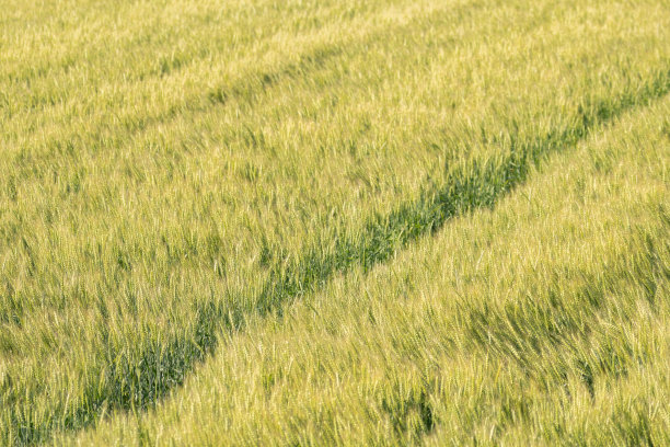 麦田图片下载