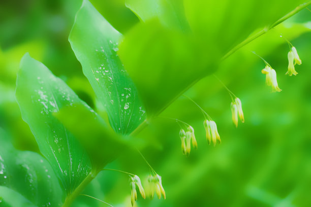 精致的春天绿色背景与蓝铃花图片下载