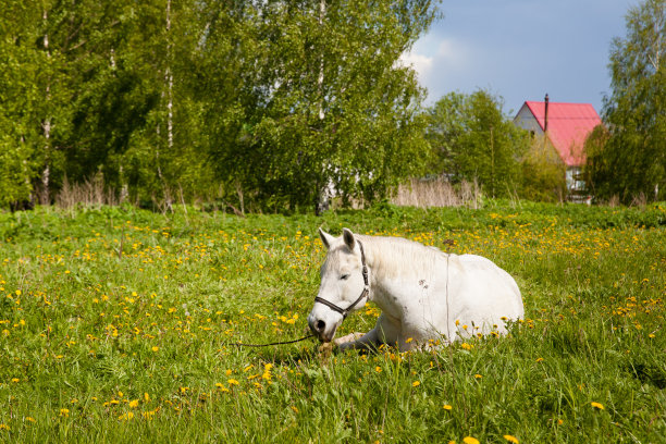 白马躺在带花坛的草地上。夏天马睡在草地上。夏天乡村景观。图片下载