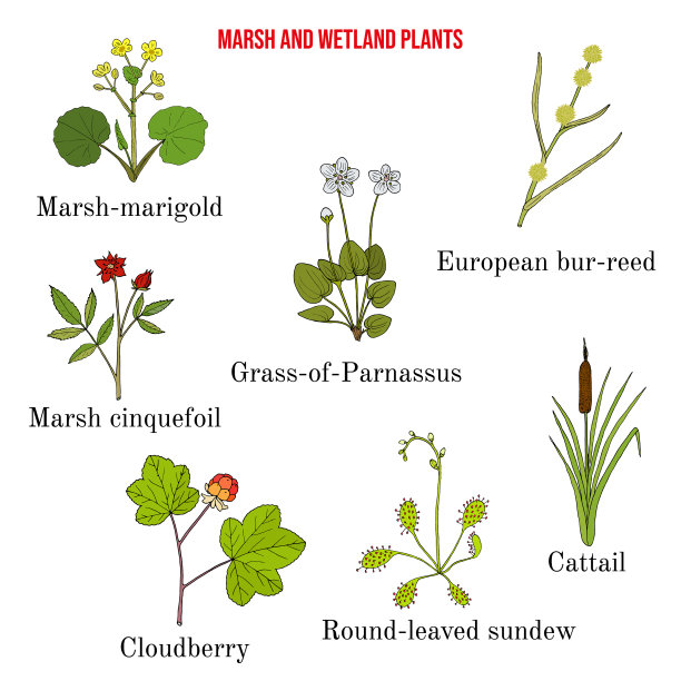 沼泽及湿地植物收集图片下载