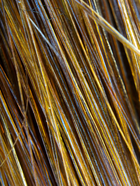 头发的宏观显微视图图片下载